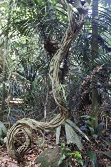Images Dated 9th February 2007: Liana Creeper - in tropical rainforest Central Suriname Nature Reserve South America