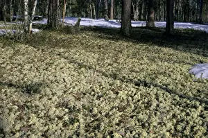 Lichens Prints: Lichen (Cladonia spp. ) carpeted forest-floor near river Taz