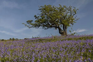 Images Dated 15th April 2019: Lichen-covered old hawthorn in dense bluebell sward in May on common land at Ashway Side