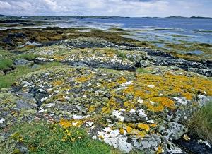 Images Dated 16th October 2006: Lichen covered rocks and seashore at Aillebrock, Nr Clifden, Connemara, Eire