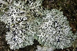 Images Dated 13th January 2012: Lichen - on Dartmoor wall-top