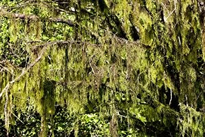 Images Dated 26th February 2006: Lichen growing on tree. Bolivar State - Venezuela