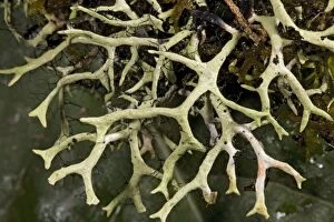 Images Dated 28th February 2006: Lichen in high Costa Rican forest
