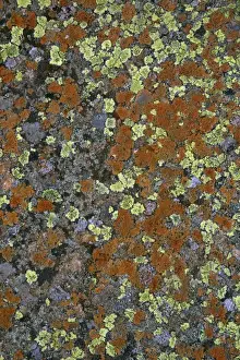 Lichens Prints: Lichen mosaic on boulder-Cow Green Reservoir Upper Teesdale, Durham UK