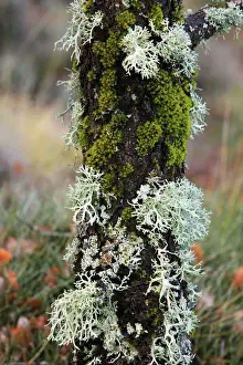 Branch Prints: Lichen and Mosses - on tree stem, Grazalema National Park, Andalucia, Spain