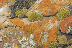 Archipelago Prints: Lichen - New Island - Falkland (Malvinas) Islands