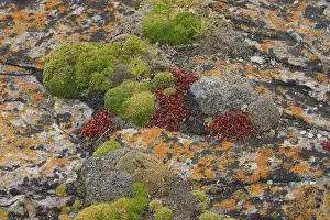 Lichen - New Island - Falkland (Malvinas) Islands