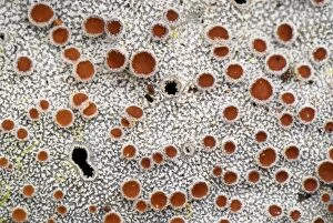 Patterns Collection: Lichen - Purace Nationalpark - Departamento Cauca - Colombia