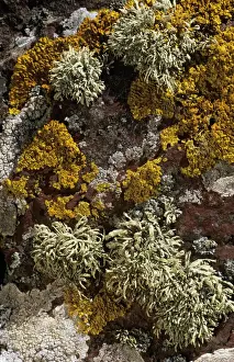 Lichens Prints: Lichen Sea Ivory Skokholm Island Nature Reserve, Wales