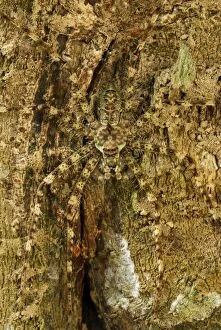 Images Dated 3rd November 2006: Lichen Spider - camouflaged on bark