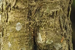 Lichen Spider - camouflaged on bark (Sparassidae)