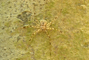 Images Dated 22nd November 2007: Lichen Spider - Danum Valley Conservation Area - Sabah - Borneo - Malaysia