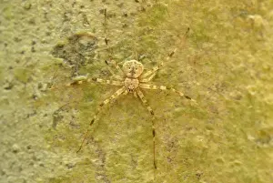 Lichen Spider - Danum Valley Conservation Area - Sabah - Borneo - Malaysia