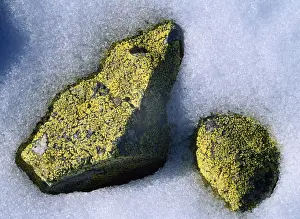 Lichens Prints: Lichen - on stones
