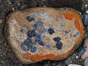Images Dated 6th February 2009: Lichen on stones - Svalbard - Norway