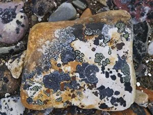 Images Dated 6th February 2009: lichen on stones - Svalbard - Norway