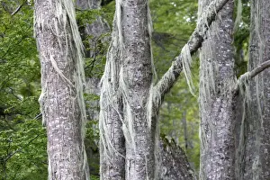 Lichens Prints: Lichen - on trees. Tierra del Fuego National Park - Argentina