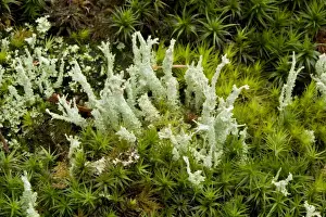 Lichens (Cladonia squamosa) on old wood, with mosses. New Forest