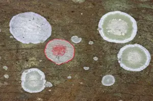 Lichens Prints: Lichens, Corkscrew Swamp, florida, USA PL000038