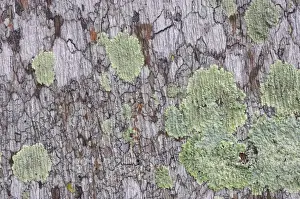 Everglades Prints: Lichens, Everglades National Park, florida, USA PL000009