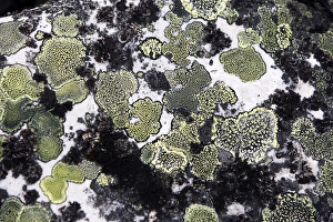 Images Dated 4th June 2007: lichens on rocks. Varanger - Norway