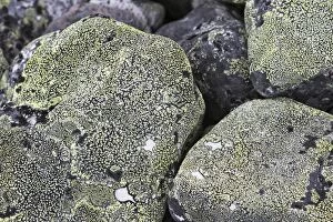 Images Dated 4th June 2007: lichens on rocks. Varanger - Norway