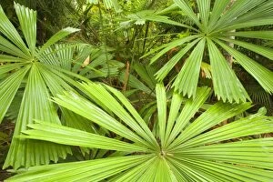 Images Dated 28th August 2008: Licuala Fan Palm - beautiful shaped leaves of a Licuala Fan Palm
