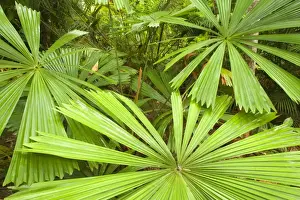 Palms Prints: Licuala Fan Palm - beautiful shaped leaves of a Licuala Fan Palm