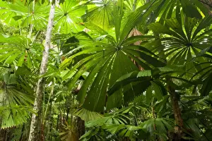 Licuala Fan Palm - dense stand of Licuala Fan Palms in lush tropical rainforest. The beautiful shaped leaves of this palm catch the eye at once. This is a very important tree for the Southern Cassowary