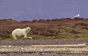 Images Dated 21st May 2012: Liefdefjorden Fiord, Norway, polar bear