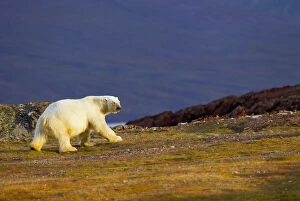 Images Dated 21st May 2012: Liefdefjorden Fiord, Svalbard, Norway, Polar