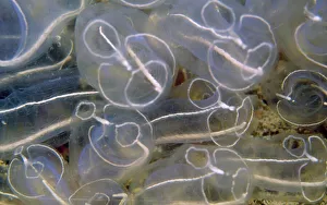 Images Dated 25th June 2007: Light bulb Sea Squirt / Tunicate