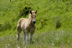 Images Dated 4th June 2006: Light draught horse - foal
