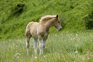 Images Dated 4th June 2006: Light draught horse - foal