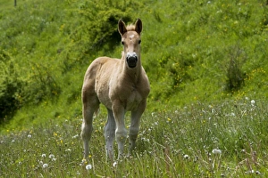 Images Dated 4th June 2006: Light draught horse - foal