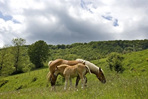 Images Dated 4th June 2006: Light draught horse - with foal