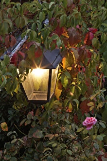 Light fixture and roses, Florence, Italy