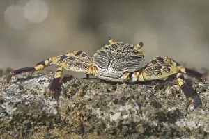Crab Prints: Light-footed Rock Crab - This species usually inhabits the exposed rocky ocean side of Home Island