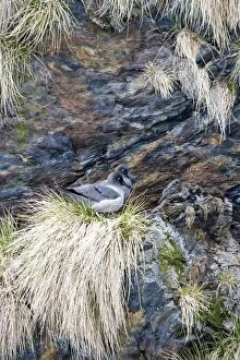 South Georgia Gallery: Light-mantled Sooty Albatross adults on nest