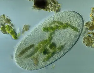 Plankton Prints: Light Micrograph: Ciliate - Magnification x 750 (when printed A4, 29. 7 cm wide)