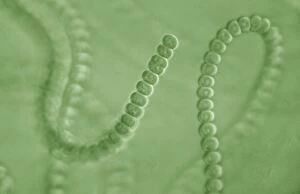 Algae Gallery: Light Micrograph: Cyanobacterium