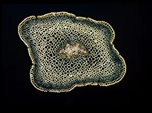 Microscopic Prints: Light Micrograph (LM): A transverse section of a stem of Whisk Fern (Psilotum nudum); Magnification x18 (on 10)