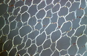 Light Micrograph (LM): transvers section shows Parenchyma Ground Tissue in Buttercup stem; Magnification x600 (on 10. 5 cm width print)