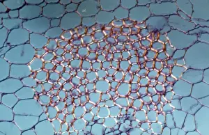 Light Micrograph (LM): transverse section shows Sclerenchyma Ground Tissue in Helianthus stem; Magnification x1200 (on 10. 5 cm width print)