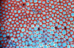 Light Micrograph (LM): transverse section shows Sclerenchyma Ground Tissue in Helianthus stem; Magnification x1200 (on 10. 5 cm width print)