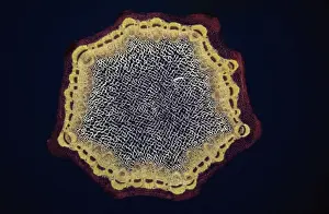 Light Micrograph (LM): A transverse section of a Dandelion stem (Taraxacum officinale); Magnification x24 (on 10. 5 cm width print)