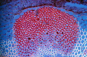 Light Micrograph (LM): Transverse section shows Sclerenchyma Ground Tissue in Helianthus stem; Magnification x600 (on 10. 5 cm width print)