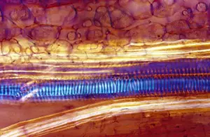 Light Micrograph (LM): Longitudinal section of stem of Crown of Thorns (Euphorbia splendens); Magnification x1200 (on 10. 5 cm width print)