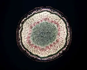 Light Micrograph (LM): Transverse section of a stem of Sycamore (Acer pseudoplatanus); Magnification x12 (on 10. 5 cm width print)