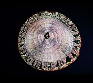 Light Micrograph (LM): A transverse section of a stem of Common Lime tree (Tilia europaea); Magnification x12 (on 10. 5 cm width print)